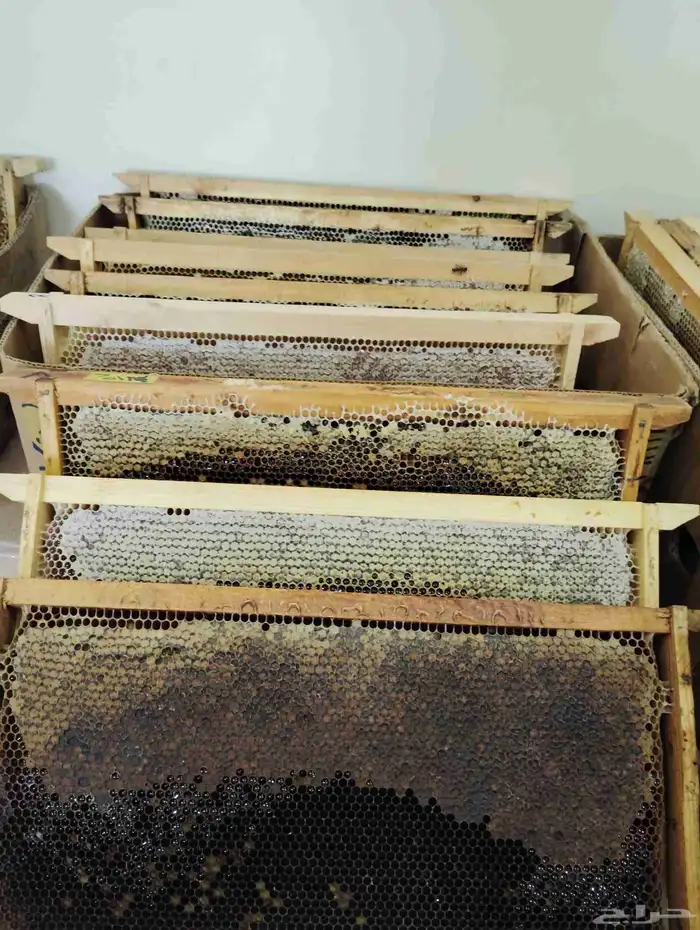 عسل سدر بري وطلح انتاجنا 1447 2