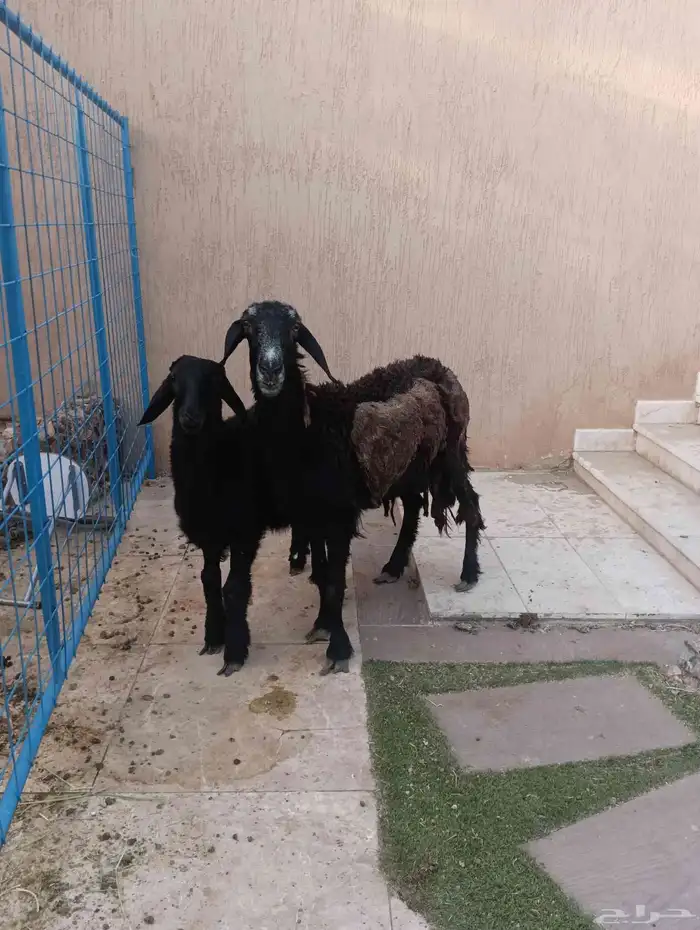 نعجه سدس يتبعها رخله ذبيحه 6