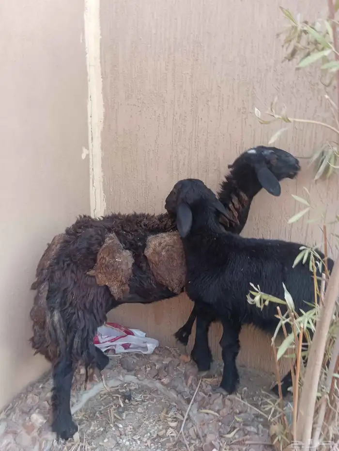 نعجه سدس يتبعها رخله ذبيحه 1