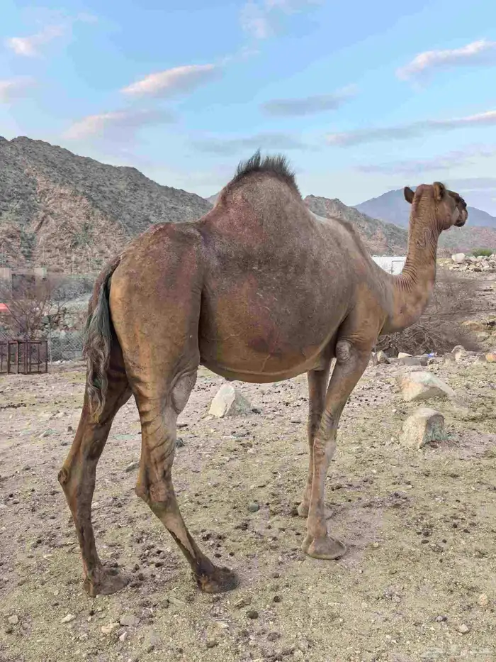 ناقه ملاقي طيبه وهديه ومشروطه من الحي وهد الشبوك 0