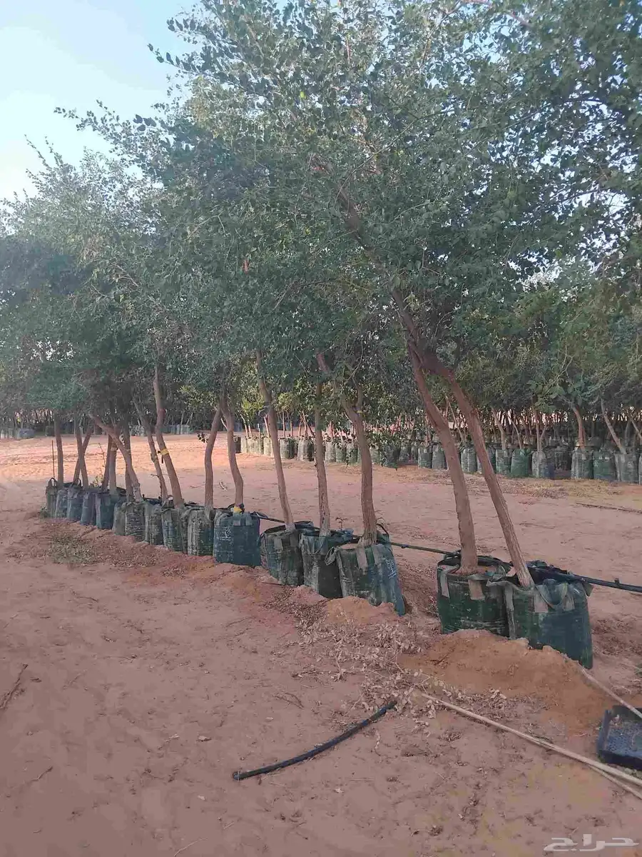 اشجار اسدر وزيتون 4