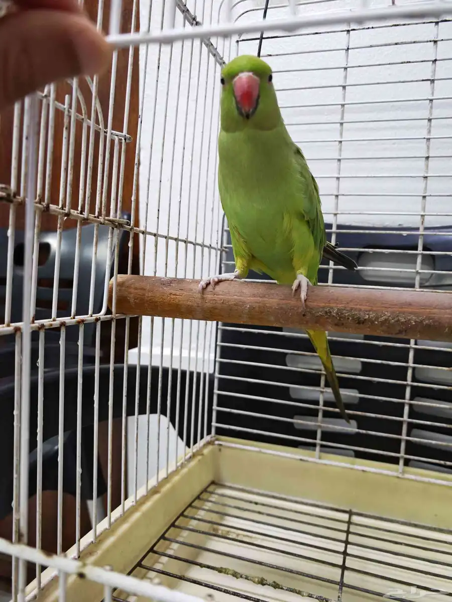 ببغاء ذرة هنديه 1