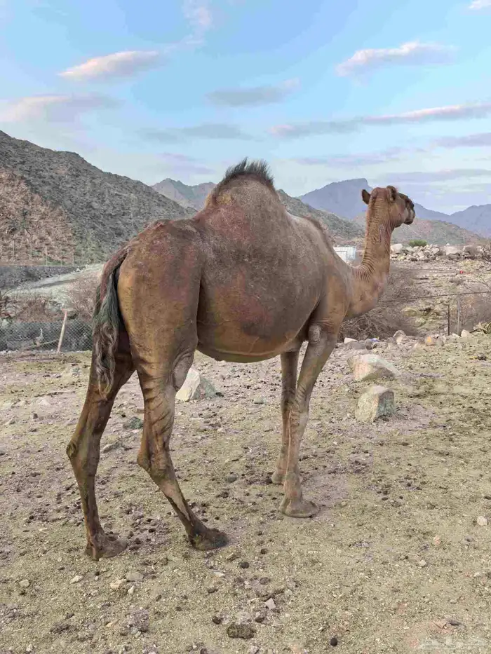 ناقه ملاقي طيبه وهديه ومشروطه من الحي وهد الشبوك 1