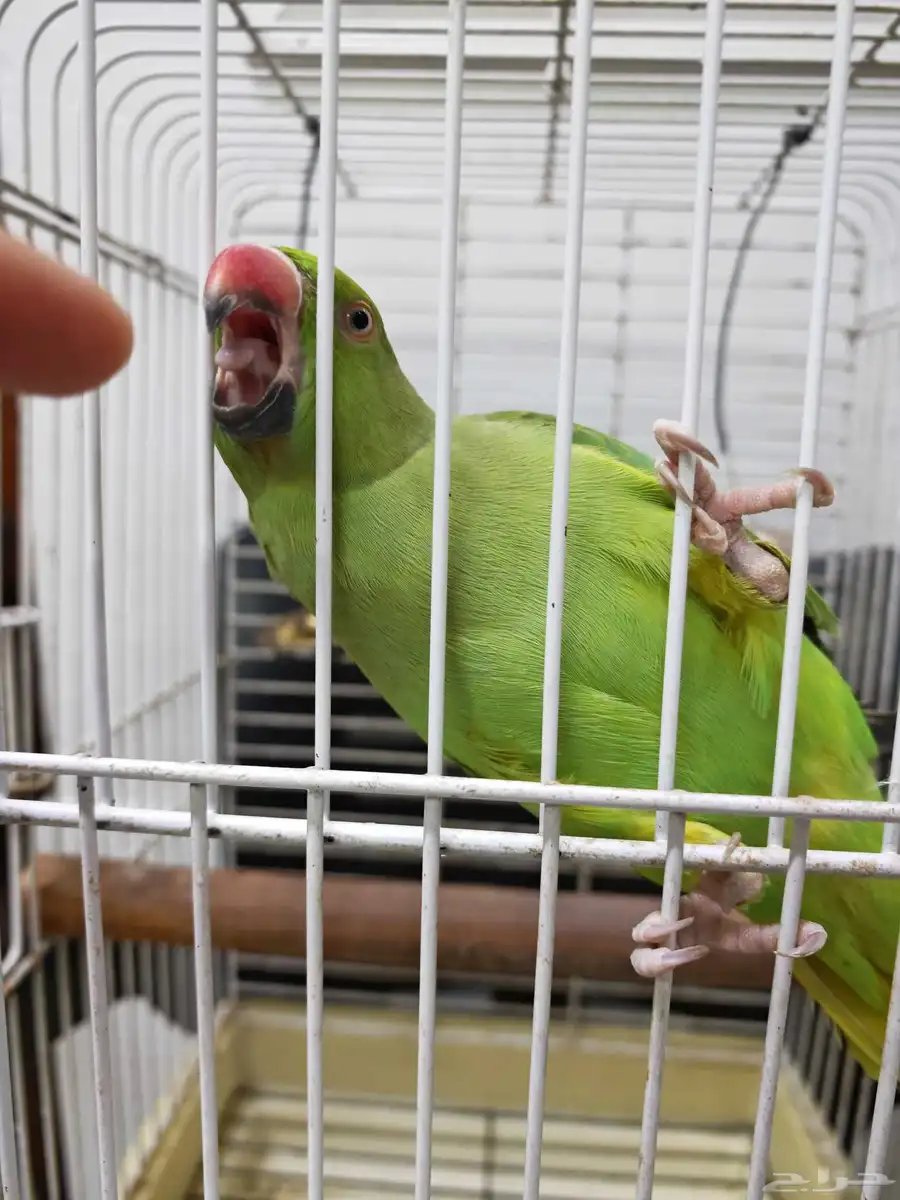 ببغاء ذرة هنديه 2