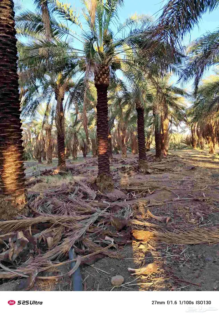 يوجد لدينا نخل للبيع جميع الانواع و المقاسات موجوده 7