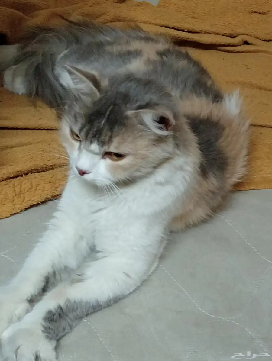 قطة للتبني مع صغارها 2
