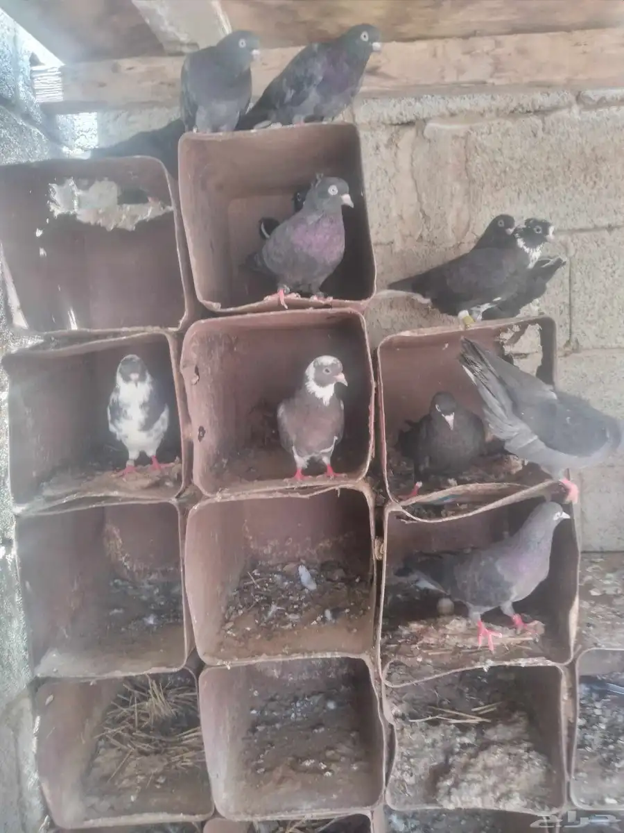 حمام قطايف جو الزوج على 50 4