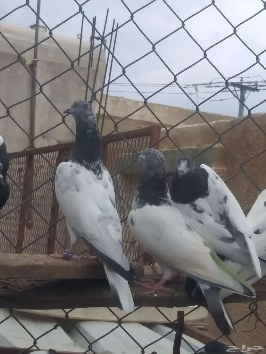 حمام باكستاني للبيع شرط طيران ومنتج 2