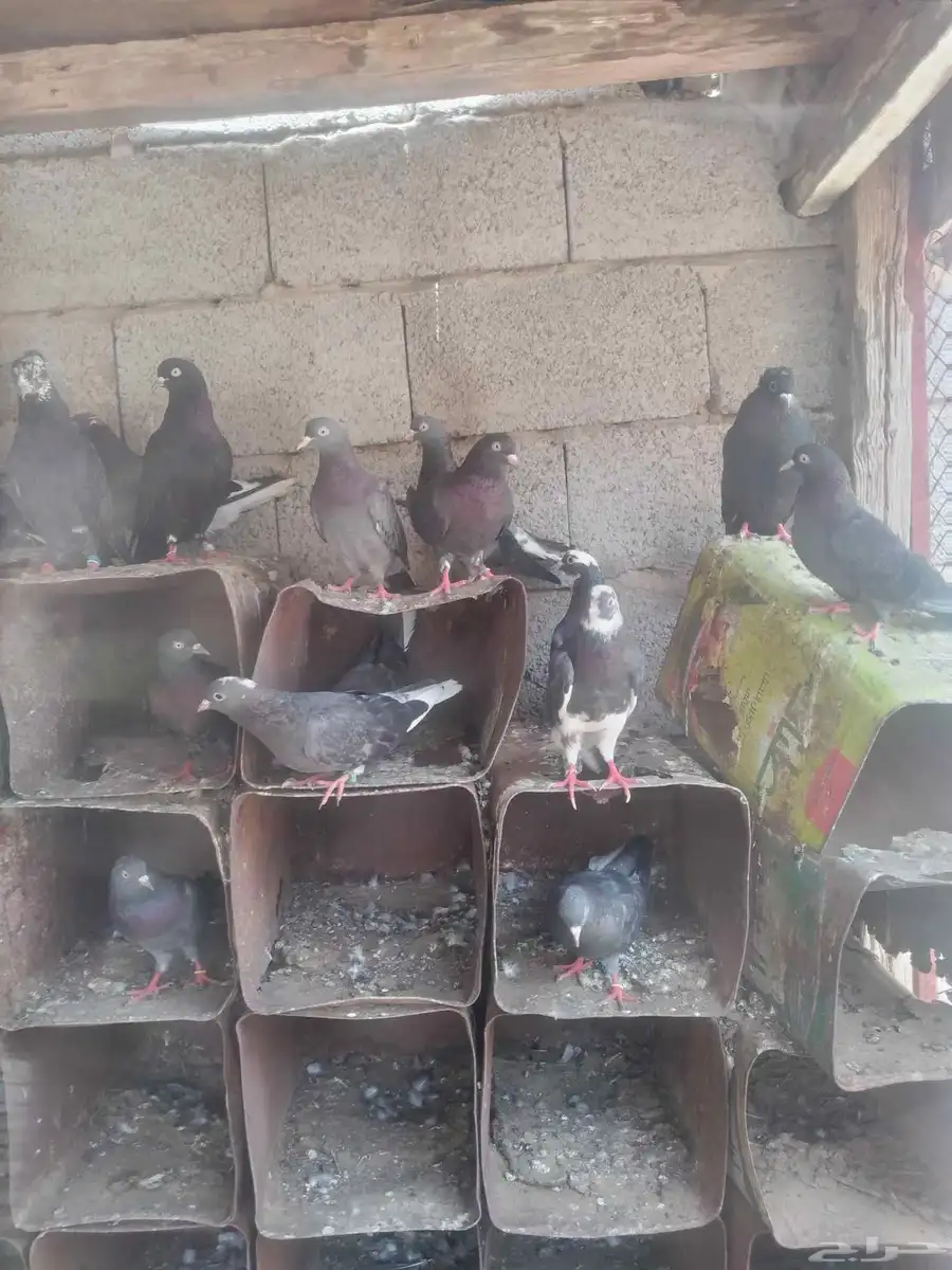 حمام قطايف جو الزوج على 50 6