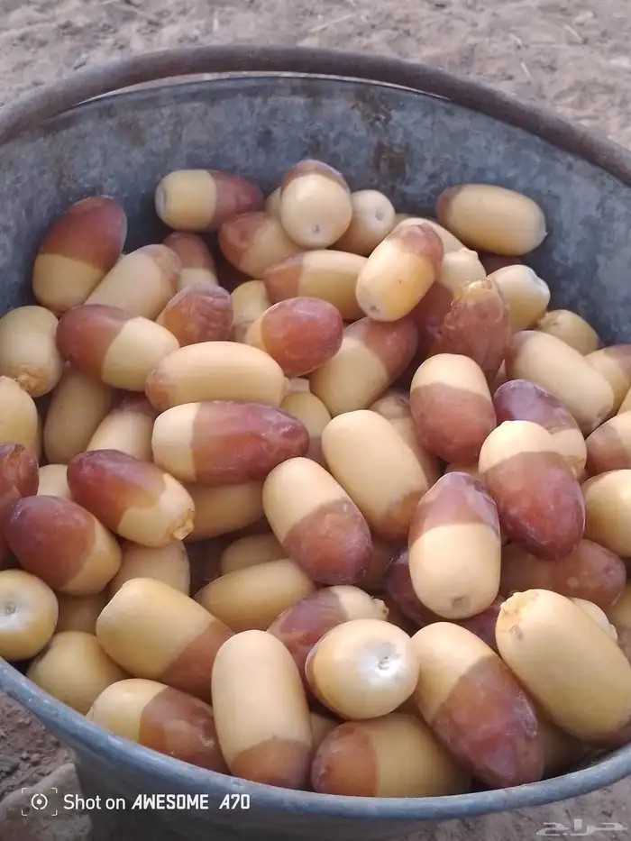 ما شاء الله تبارك الله هذا التمر مخروطه نحن نشتغل في اي مكان 0