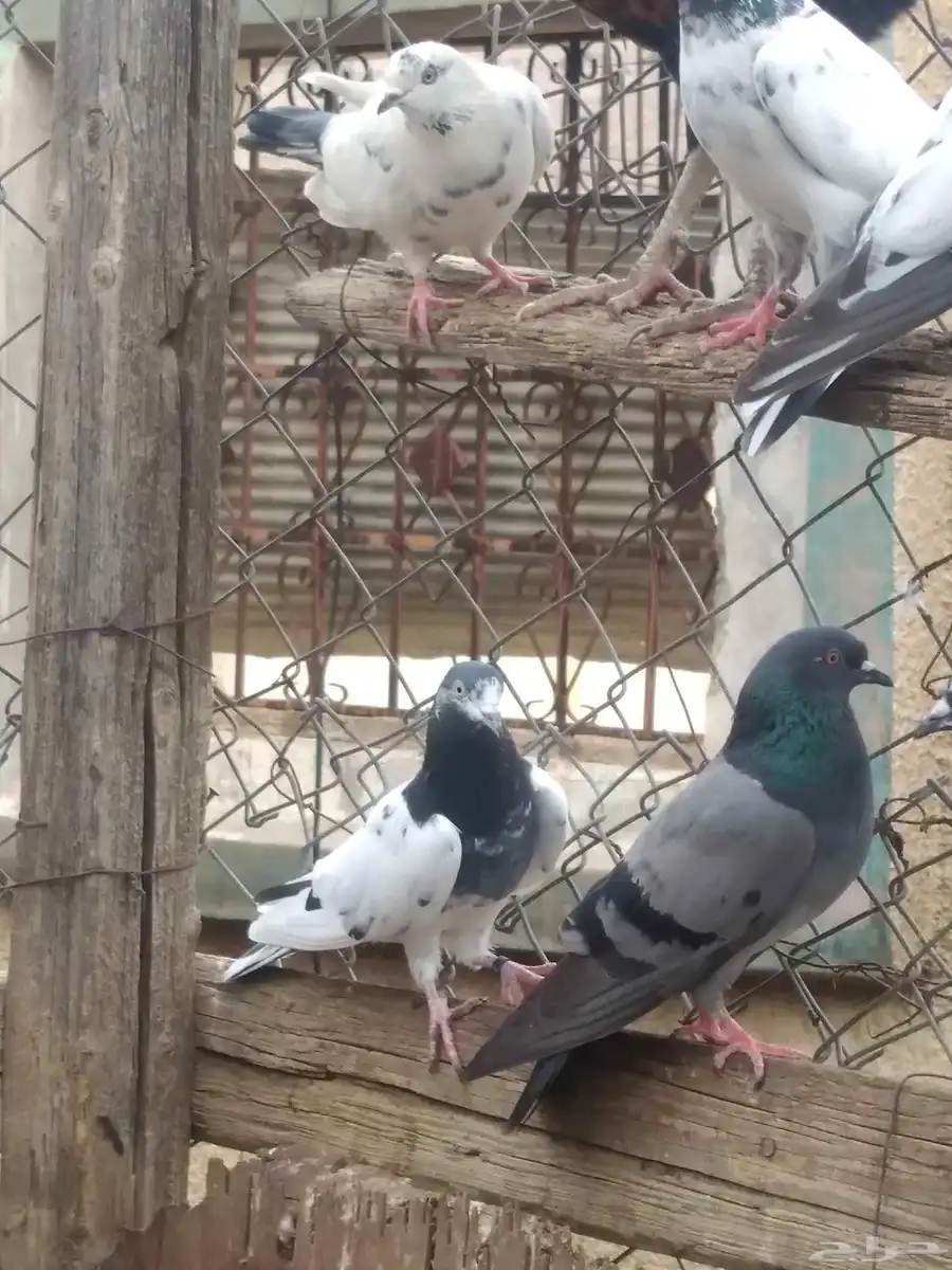حمام باكستاني للبيع شرط طيران ومنتج 3