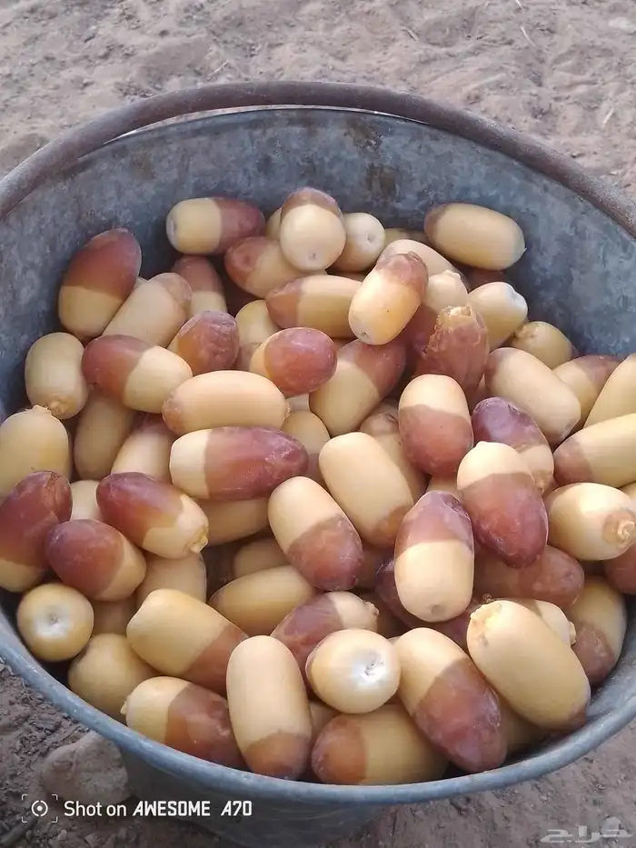 ما شاء الله تبارك الله هذا التمر مخروطه نحن نشتغل في اي مكان 2