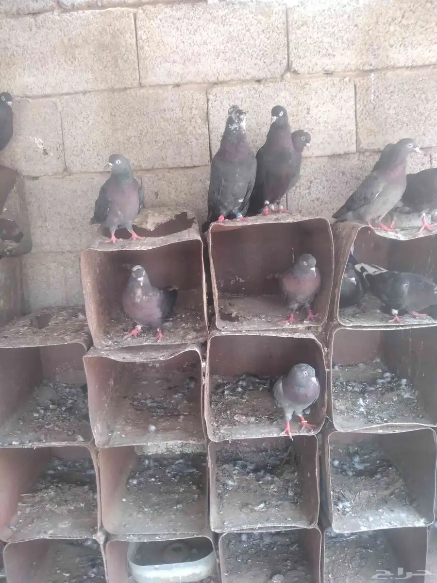 حمام قطايف جو الزوج على 50 5