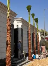 نخل واشنطني ملكي 7