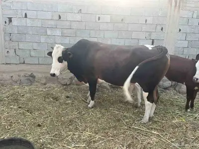 ثور فحل للبيع 0