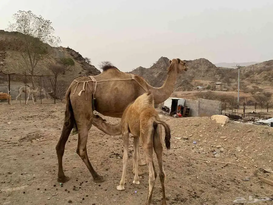 ناقة عاديه للبيع تحتها بكره 3