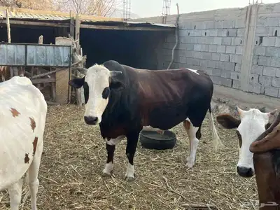 ثور فحل للبيع 3