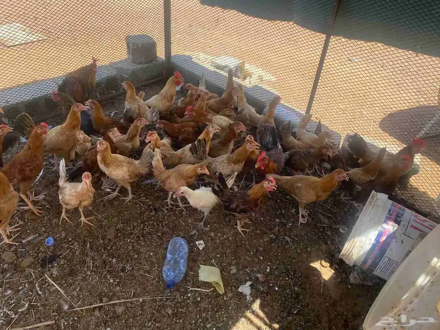 دجاج بلدي 0