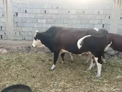 ثور فحل للبيع 1