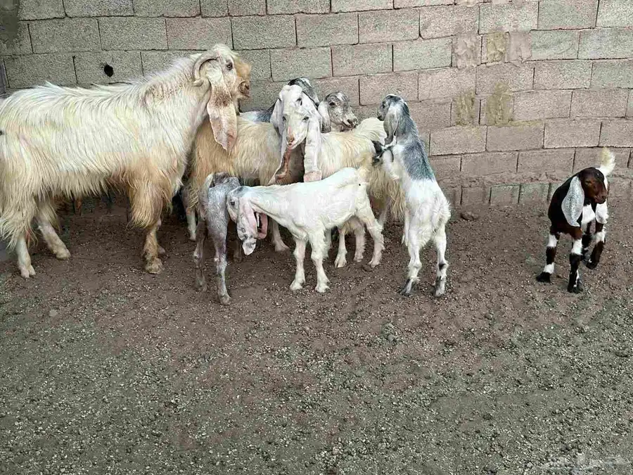 4جفار ولد تحتها 4بهمها كله تيوس . معها تيس فحل صنف 0
