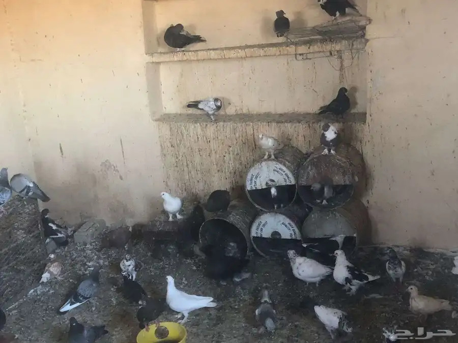 حمام للبيع يوجد اكثر من 20 حوز للسوم لتوصل 1