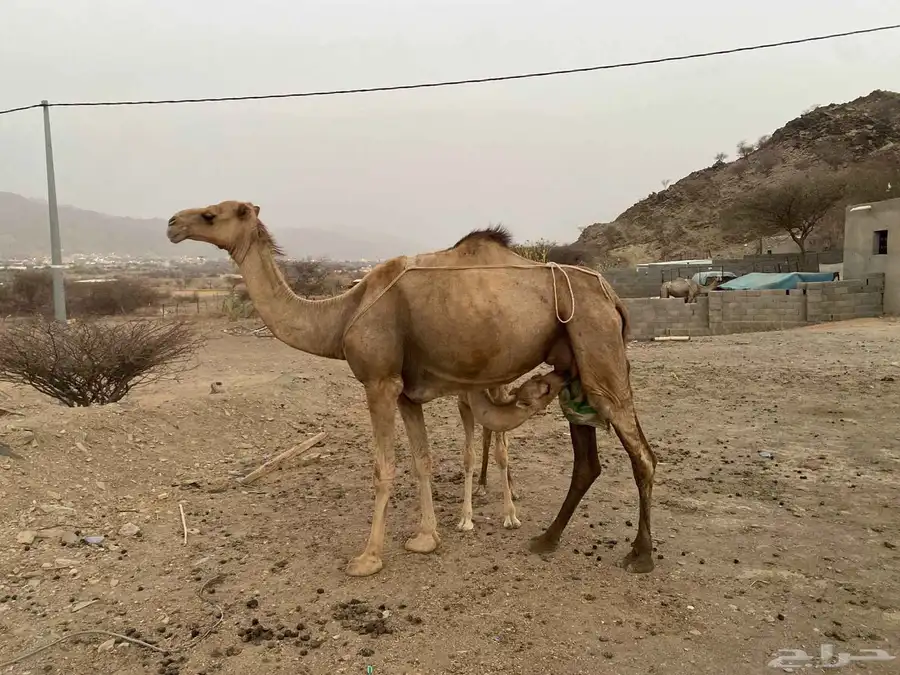ناقة عاديه للبيع تحتها بكره 2