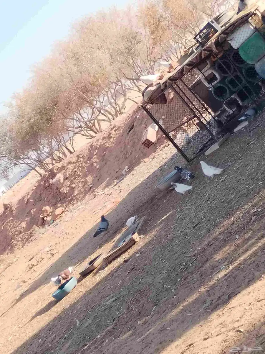 حمام للبيع مشكل الانواع الموقع ميقوع 1