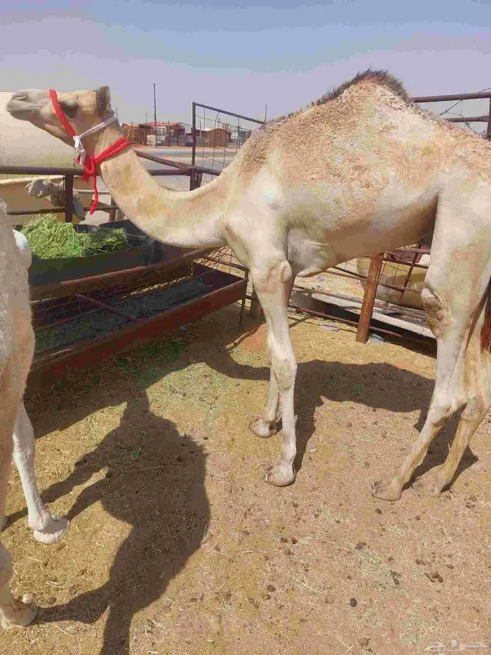 قعود مفرود ابوه سوداني منتج في رماح وأمه بنت شاهين الكليلي 0