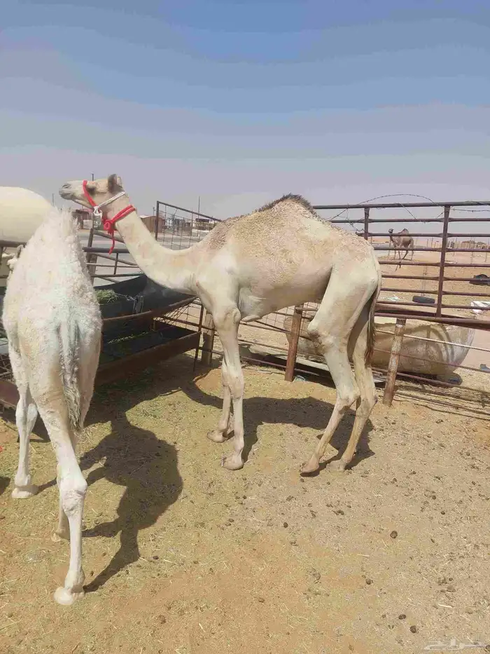 قعود مفرود ابوه سوداني منتج في رماح وأمه بنت شاهين الكليلي 2