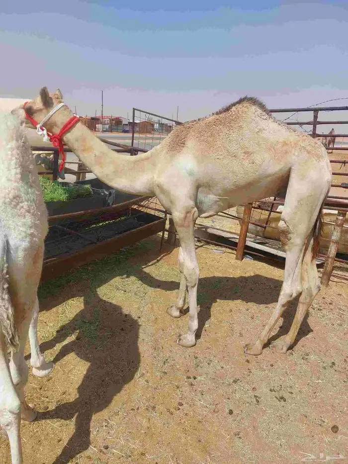 قعود مفرود ابوه سوداني منتج في رماح وأمه بنت شاهين الكليلي 3