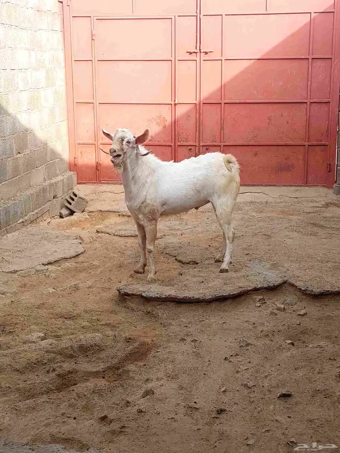 فحل بيشي ابرص فاخر 0