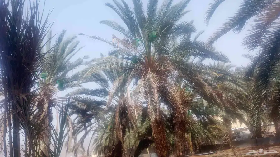 عمال نخل قطيع تكريب تنضيف قلع وغرس الفسايل وجميع شغل انخل 8