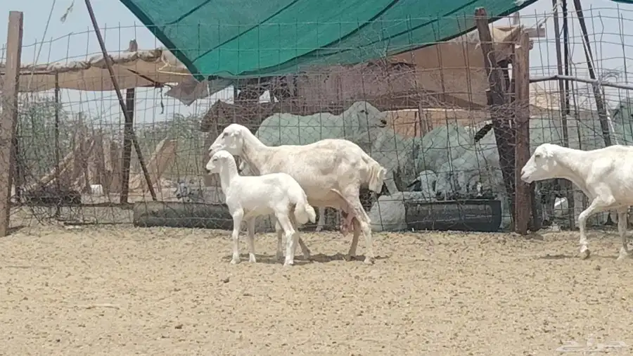 غنم خلفات العدد 2 تحتها 2 2