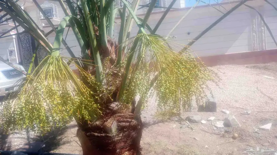 عمال نخل قطيع تكريب تنضيف قلع وغرس الفسايل وجميع شغل انخل 9