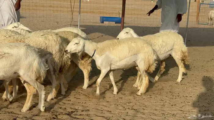 غنم حريات رخال دفيع 5