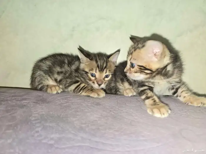 للحجز كيتن بنقالي بيور 6