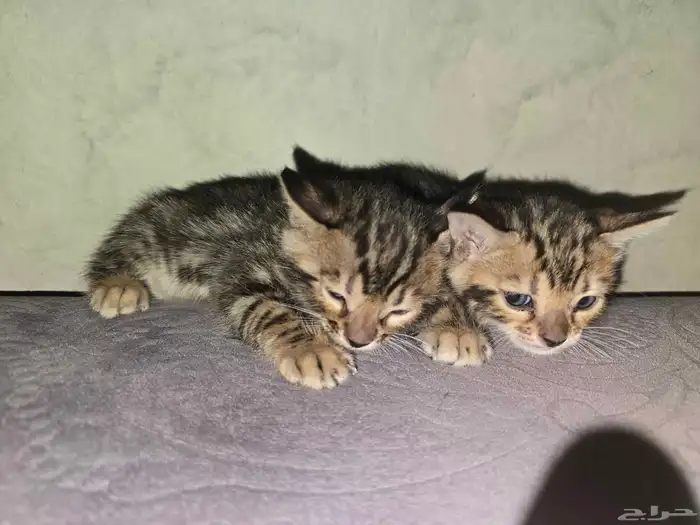 للحجز كيتن بنقالي بيور 4