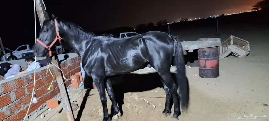 للبيع حصان ادهم الموقع رابغ 0