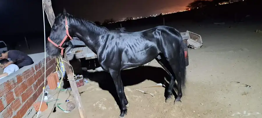 للبيع حصان ادهم الموقع رابغ 1