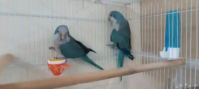 جوز كويكر ازرق منتج تم البيع الله يبارك لراعي 5