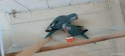 جوز كويكر ازرق منتج تم البيع الله يبارك لراعي 4