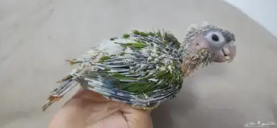 فرخ كنيور اليف 2