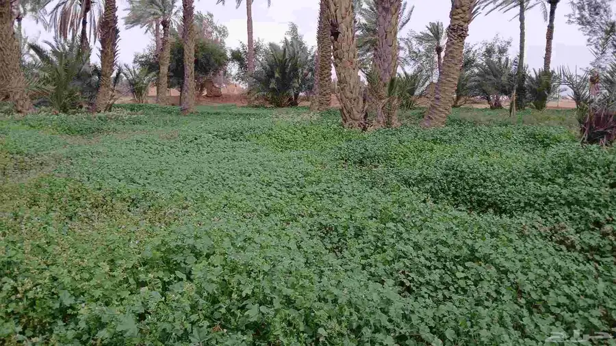 فراخ نخل برني حلوه خضري سلج 0