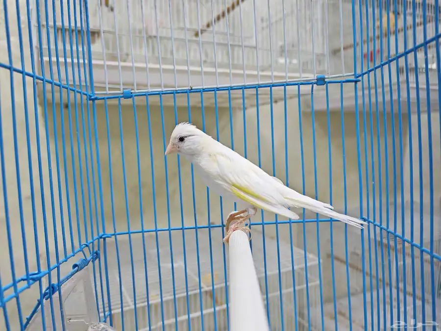 كناري سوري تغريد 0