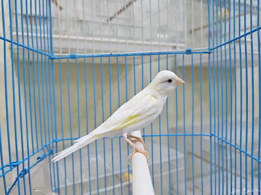 كناري سوري تغريد 1
