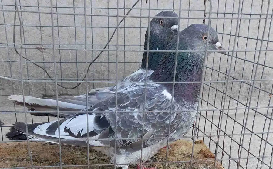 زوج باكستاني كمنقر 2