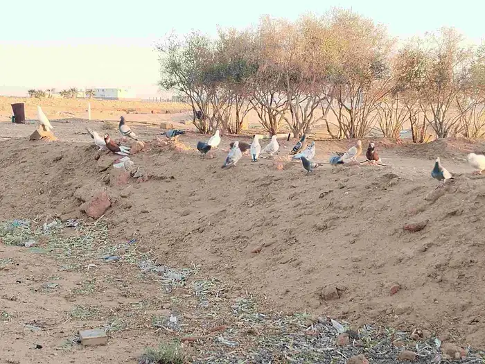 حمام للبيع مشكل الانواع الموقع ميقوع 4