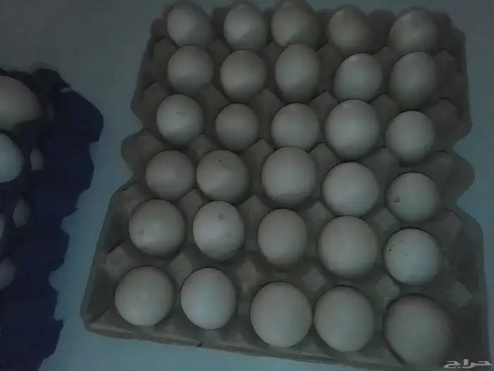 بيض بط بح 1 طبق متوفر 0