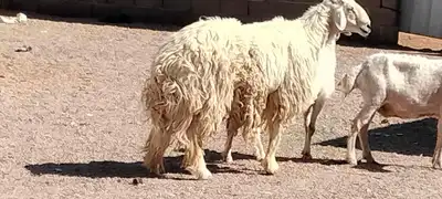 فحل حري مشروط النسف والقريع والإنتاج 4