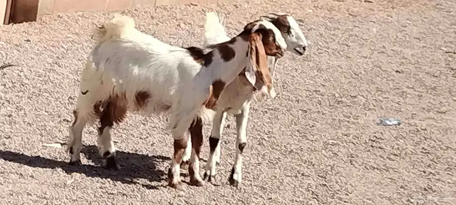 جفار هولندي العدد 2 عمرهم 5 أشهر 1